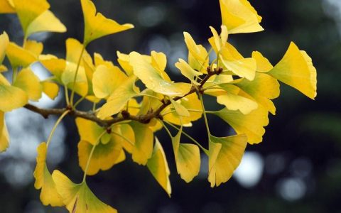 秋季养生：如何降火祛燥，保持身体健康