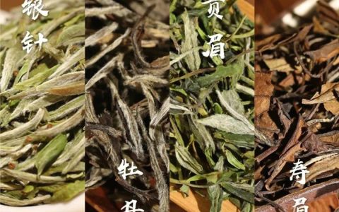 白茶属于绿茶吗？白茶的功效与作用