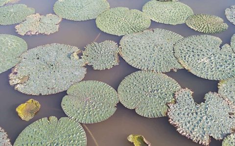 芡实怎么吃？芡实的最佳食用方法