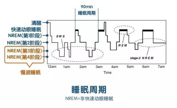 谷方益元：睡眠的几个关键阶段