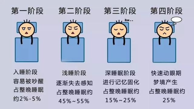 谷方益元：睡眠的几个关键阶段