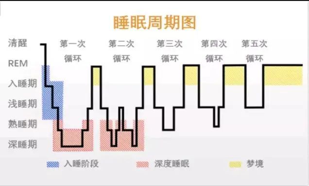 谷方益元：梦发生在睡眠的哪个阶段？