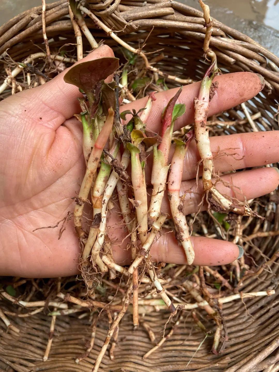 鱼腥草与折耳根是一种东西吗