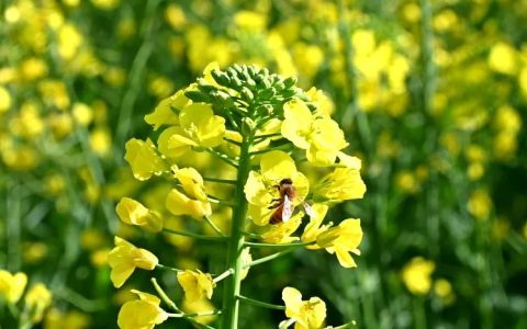 油菜花是什么季节开花，花期是多久