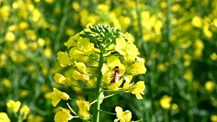 油菜花是什么季节开花，花期是多久