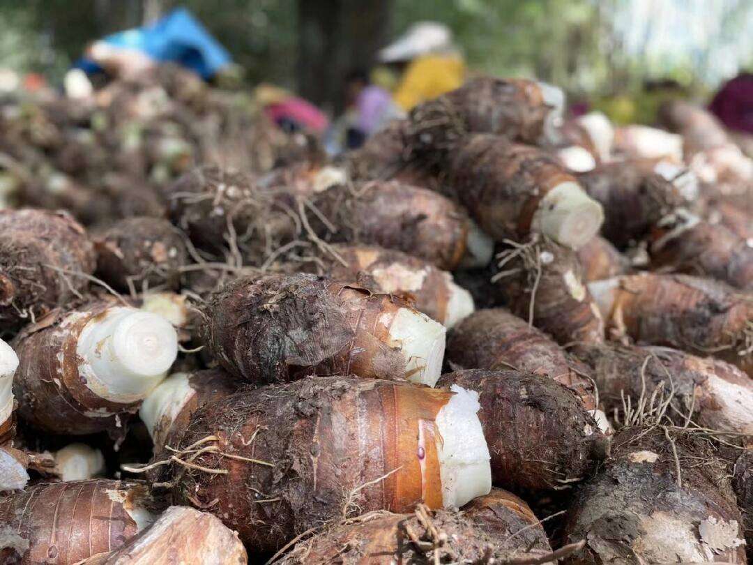 深秋吃芋头，健脾胃还补气血！