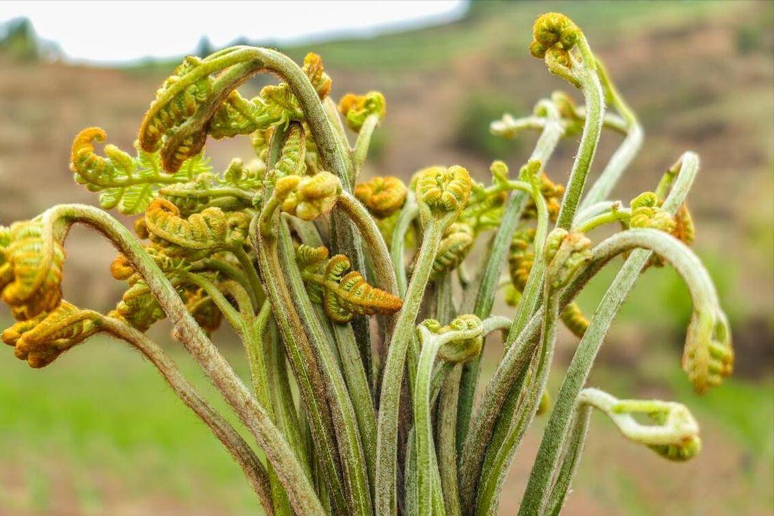 挖野菜是属于春天的仪式感