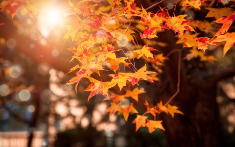 秋季易感冒？谷医堂教你增强抵抗力。