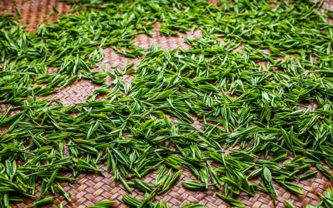 绿茶能抗氧化减肥吗？