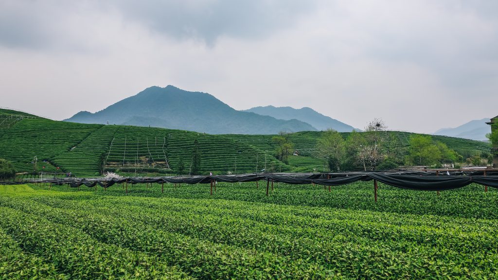 绿茶能抗氧化减肥吗？